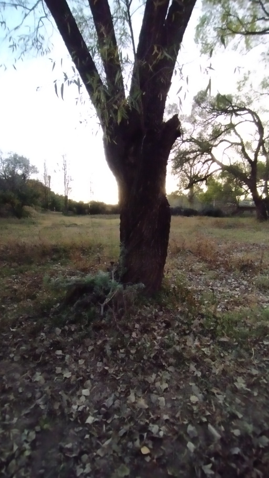 El sueño de un&nbsp;ave