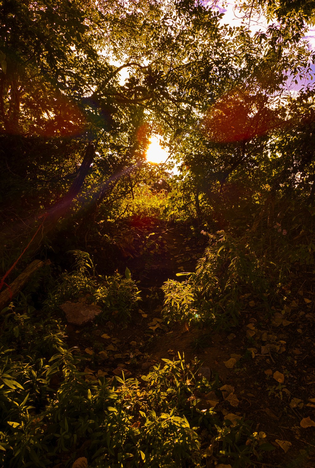 Atardecer de Cempasúchil: Un Legado de&nbsp;Inmortalidad